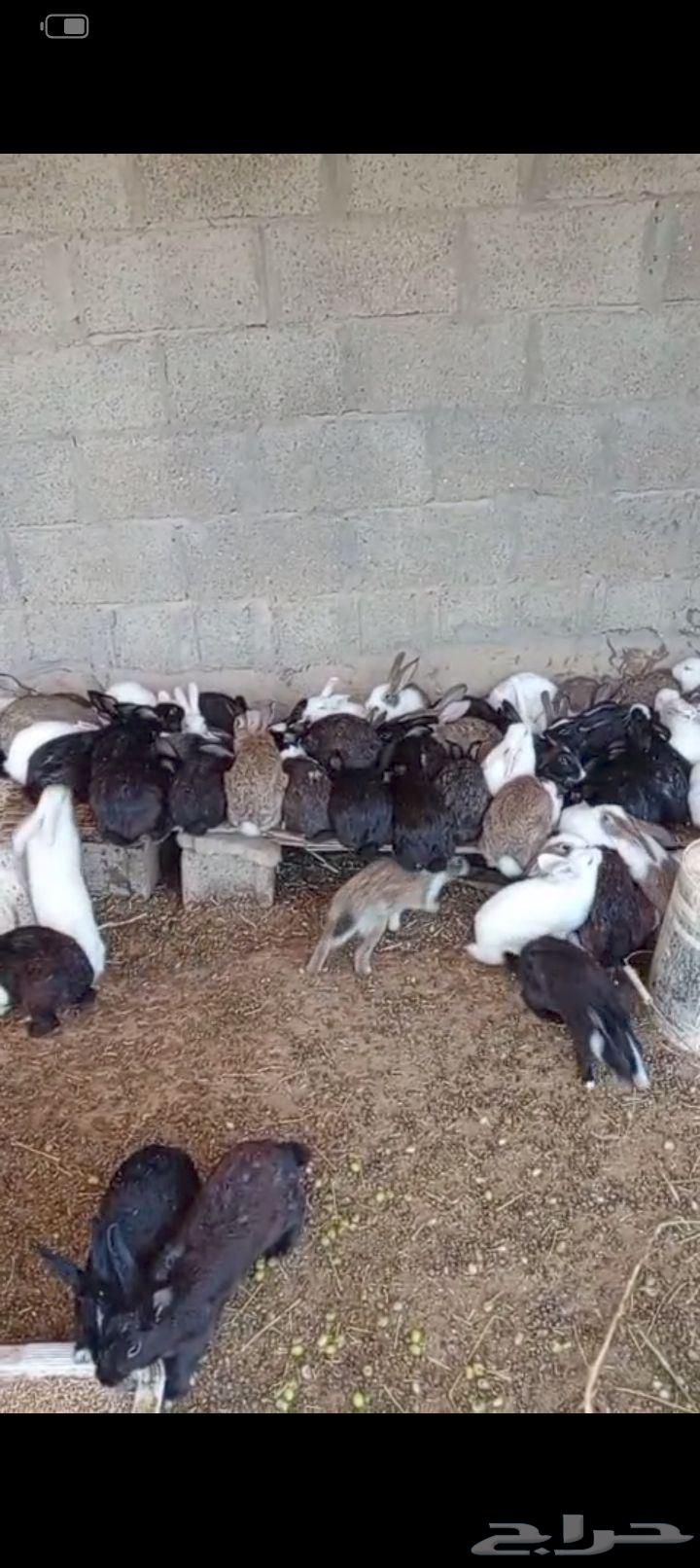 Rabbits and Budgerigars for Sale in Dawmat Al Jandal64442241092993111