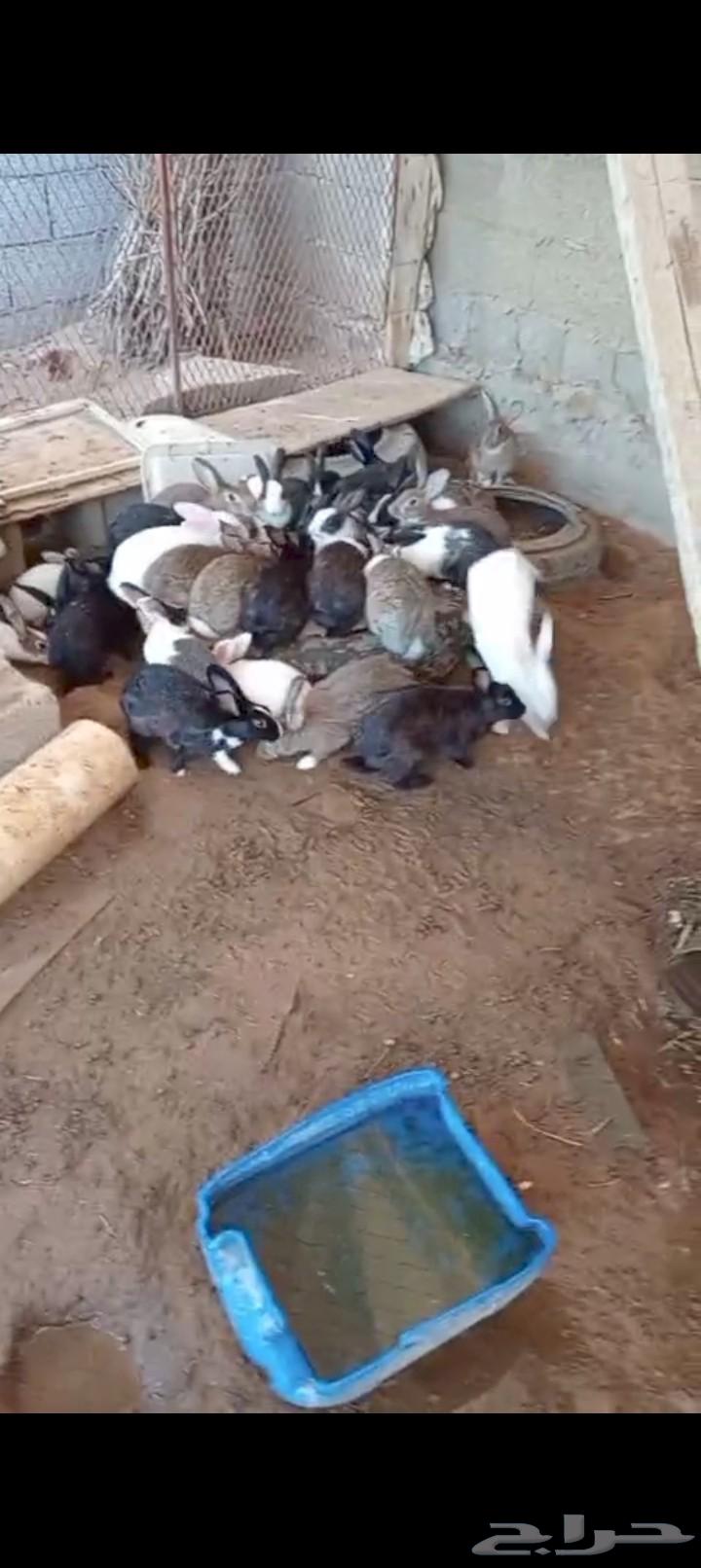 Rabbits and Budgerigars for Sale in Dawmat Al Jandal64442241092993110