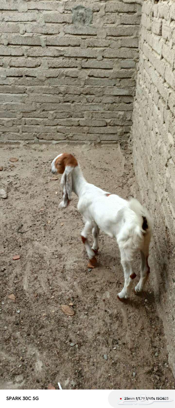 غنم حجازي للبيع64448833437955111