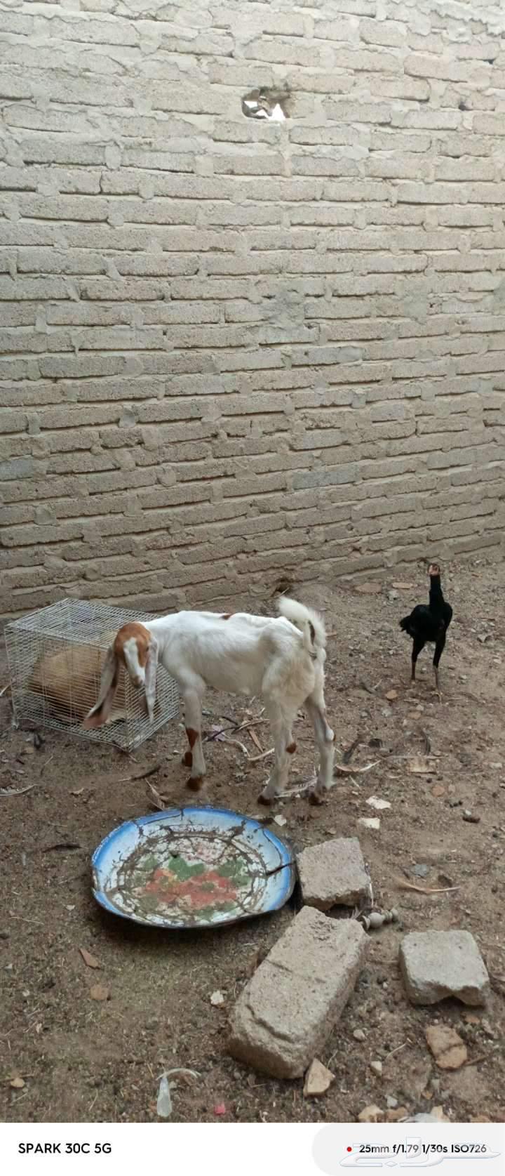 غنم حجازي للبيع64448833437955110