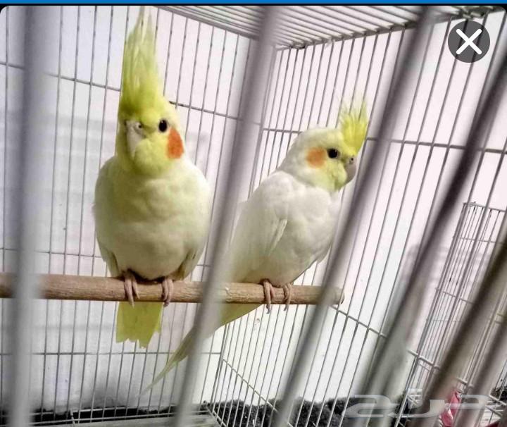 جوز كروان صحه ونضافه البيع مع الملحقات64444177668483110