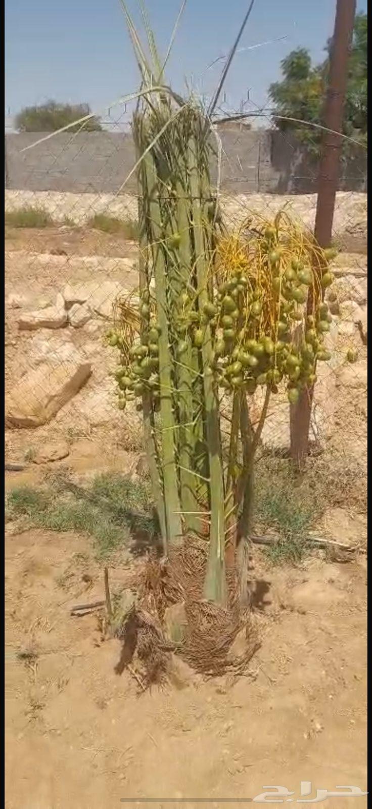 Palm trees64447122619139112