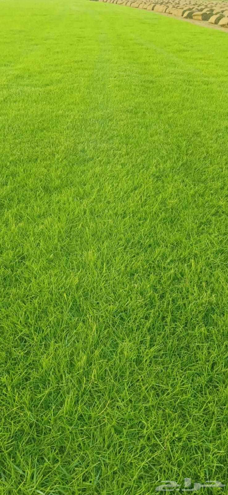 ثيل طبيعي C200064448434313474112