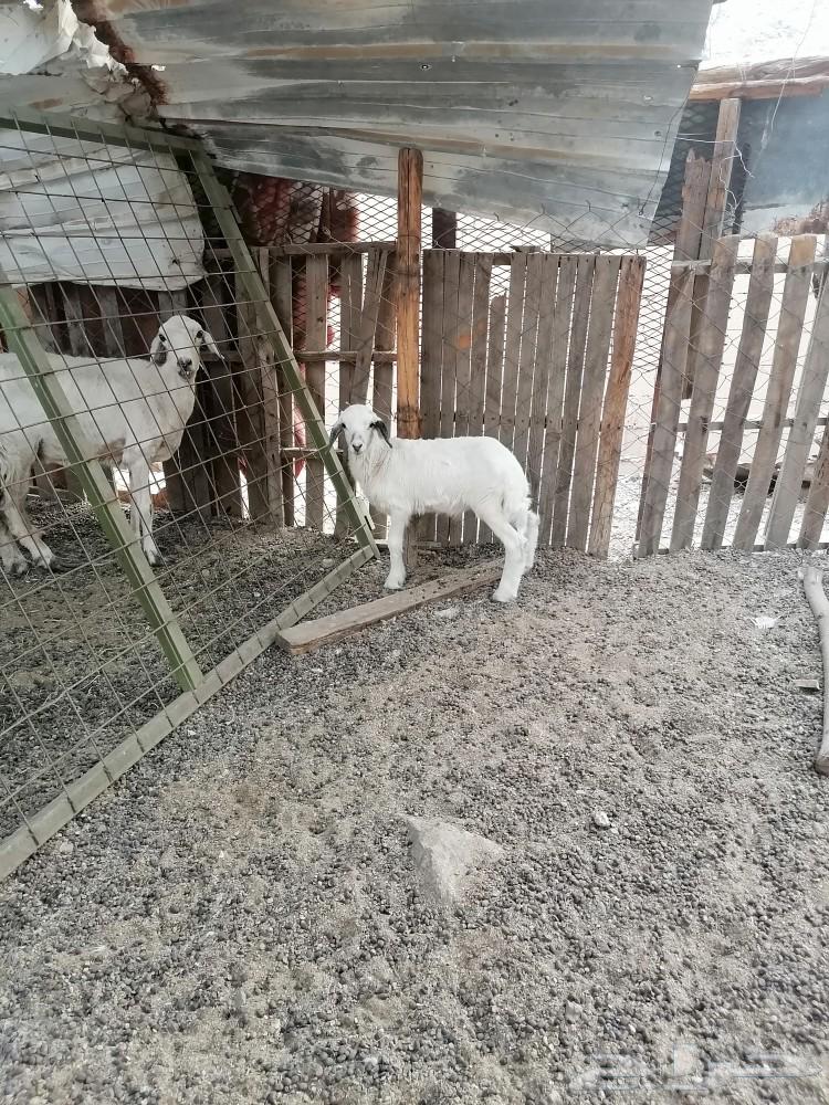 طلي حري للبيع تم البيع الله يبارك للشاري64449034227587110