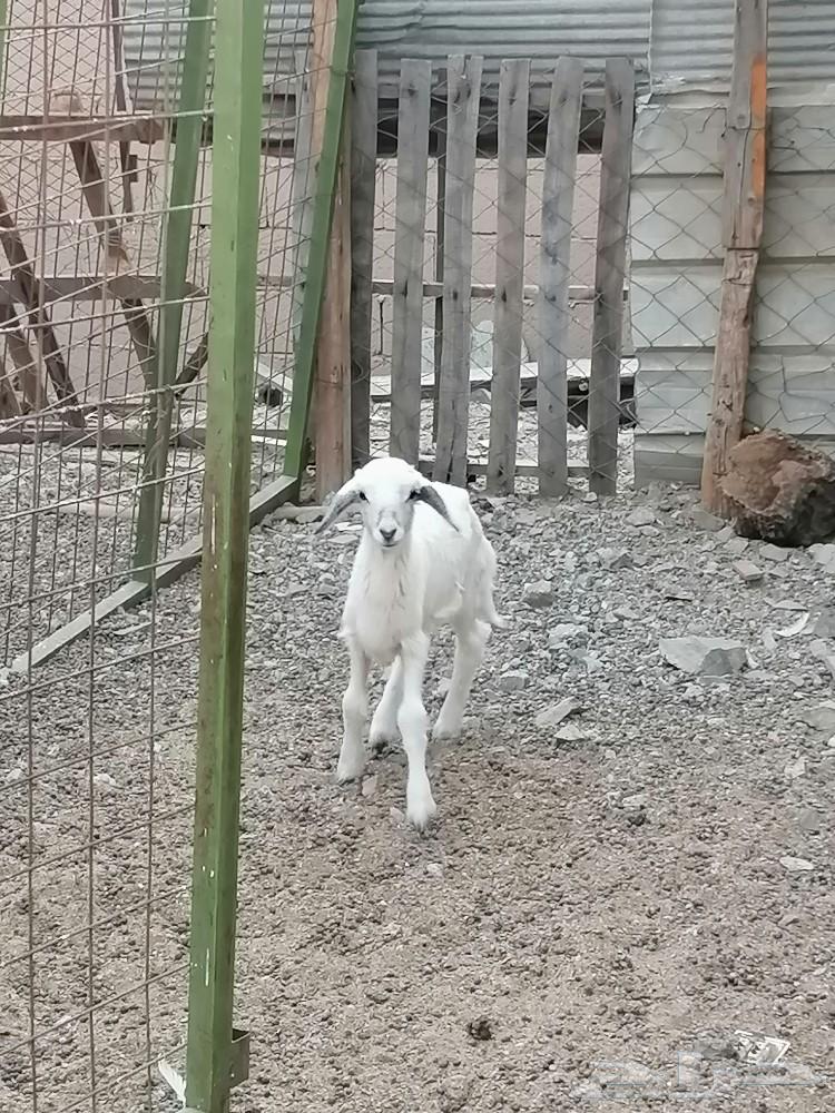 طلي حري للبيع تم البيع الله يبارك للشاري64449034227587113