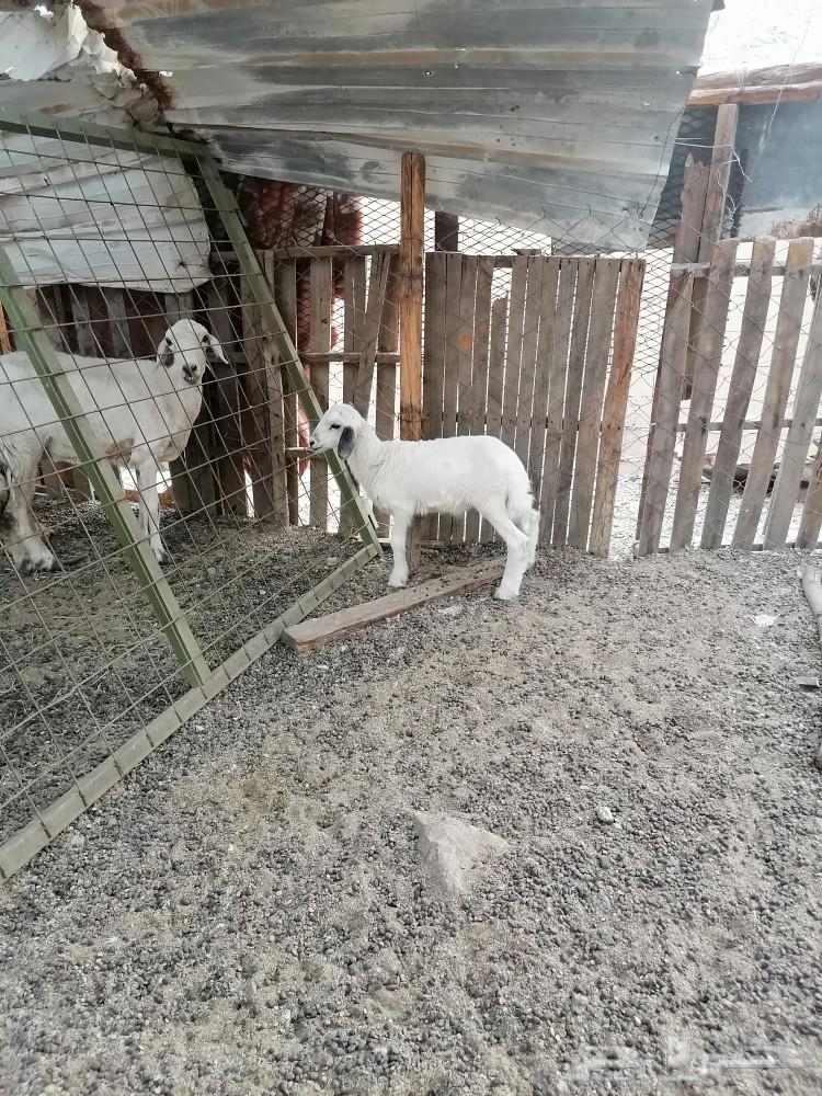 طلي حري للبيع تم البيع الله يبارك للشاري64449034227587112