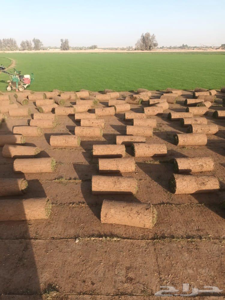 Thil C 2000 pure and natural first grade available with installation and supply within Riyadh and outside Riyadh64443762669315110