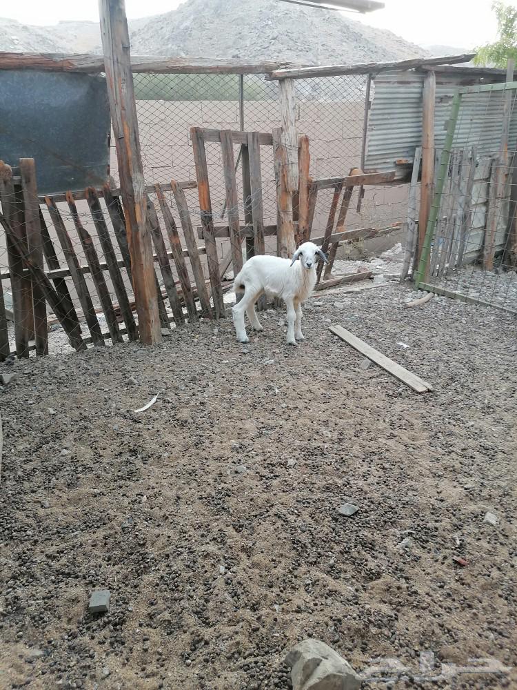 طلي حري للبيع تم البيع الله يبارك للشاري64449034227587111