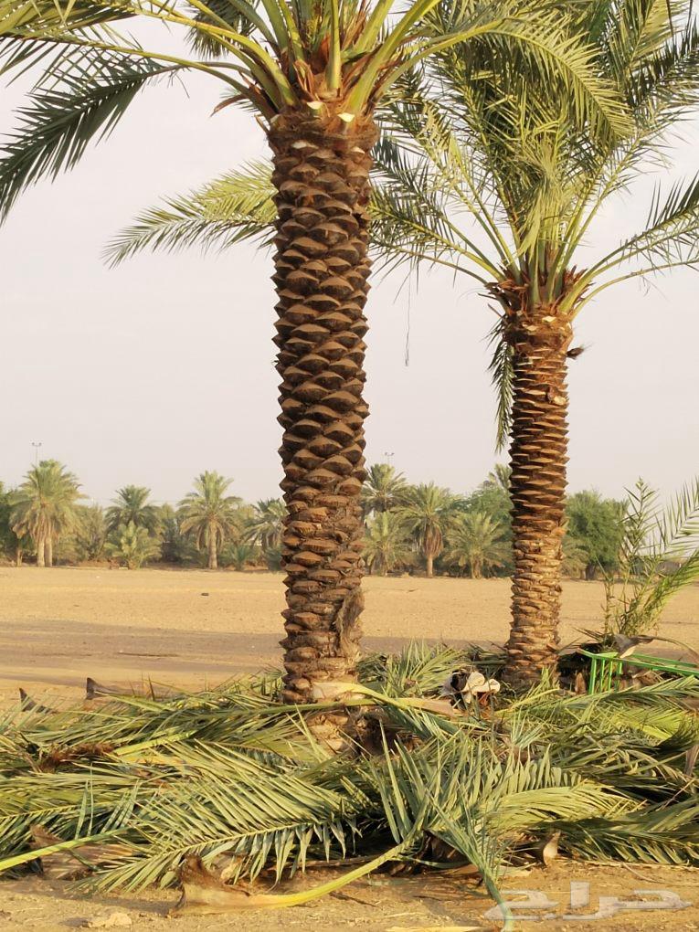 Cultivation of Arabian and Washingtonian palm trees64144092656898114