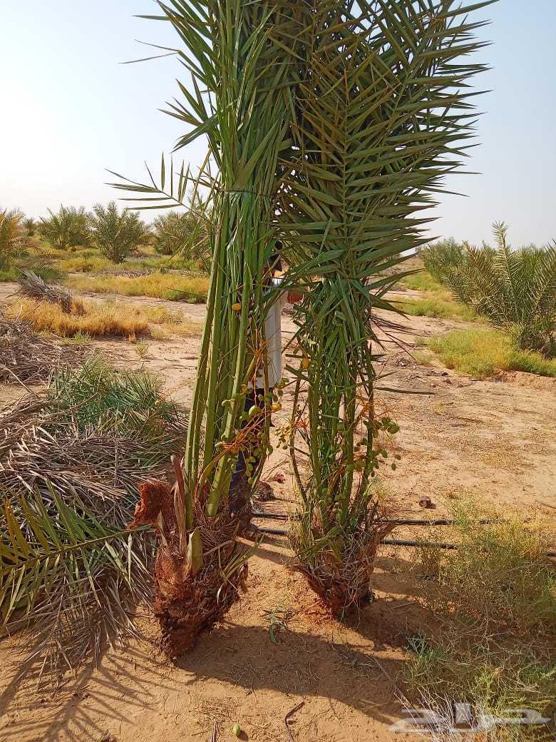 Palm trees64447122619139111