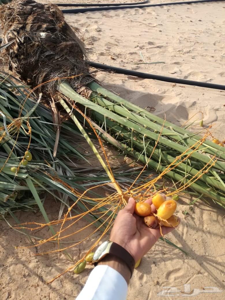 Date palms for sale, Sukkari, Sagai, Magdool, Amber, Shahal, Ajwa, Maktomi and Nana Ghur64442719827073112