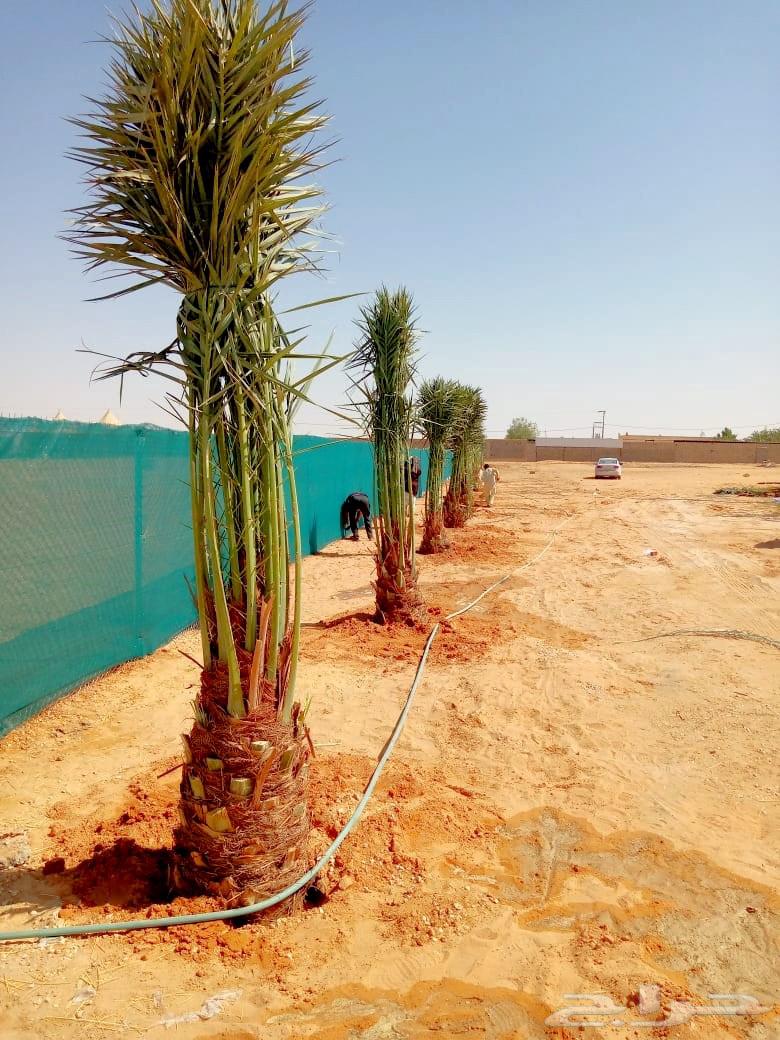 Date palms for sale, Sukkari, Sagai, Magdool, Amber, Shahal, Ajwa, Maktomi and Nana Ghur64442719827073111