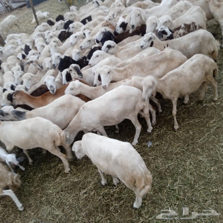 يوجد لدينا ضان رفيديات قرايب مرح واحد العدد 11064446909633155110