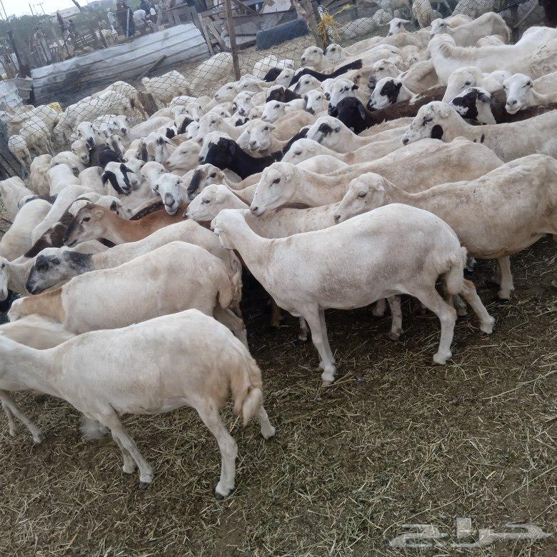 يوجد لدينا ضان رفيديات قرايب مرح واحد العدد 11064446909633155111