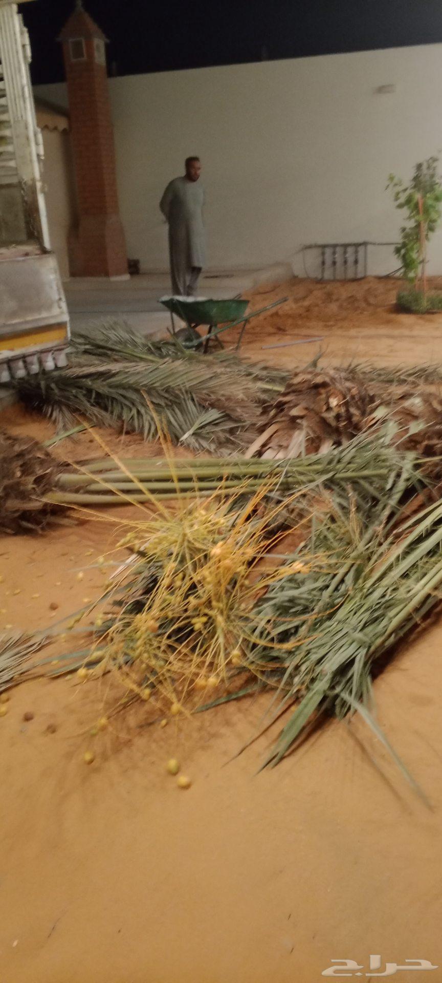 نخيل للبيع64445878945538111
