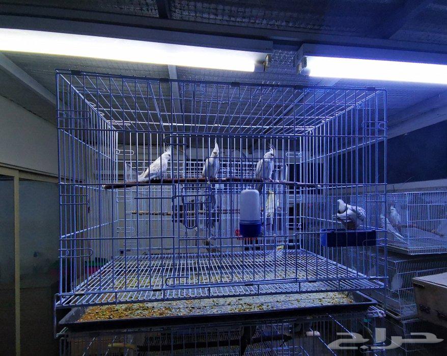 Cages and aviaries64445418317315113
