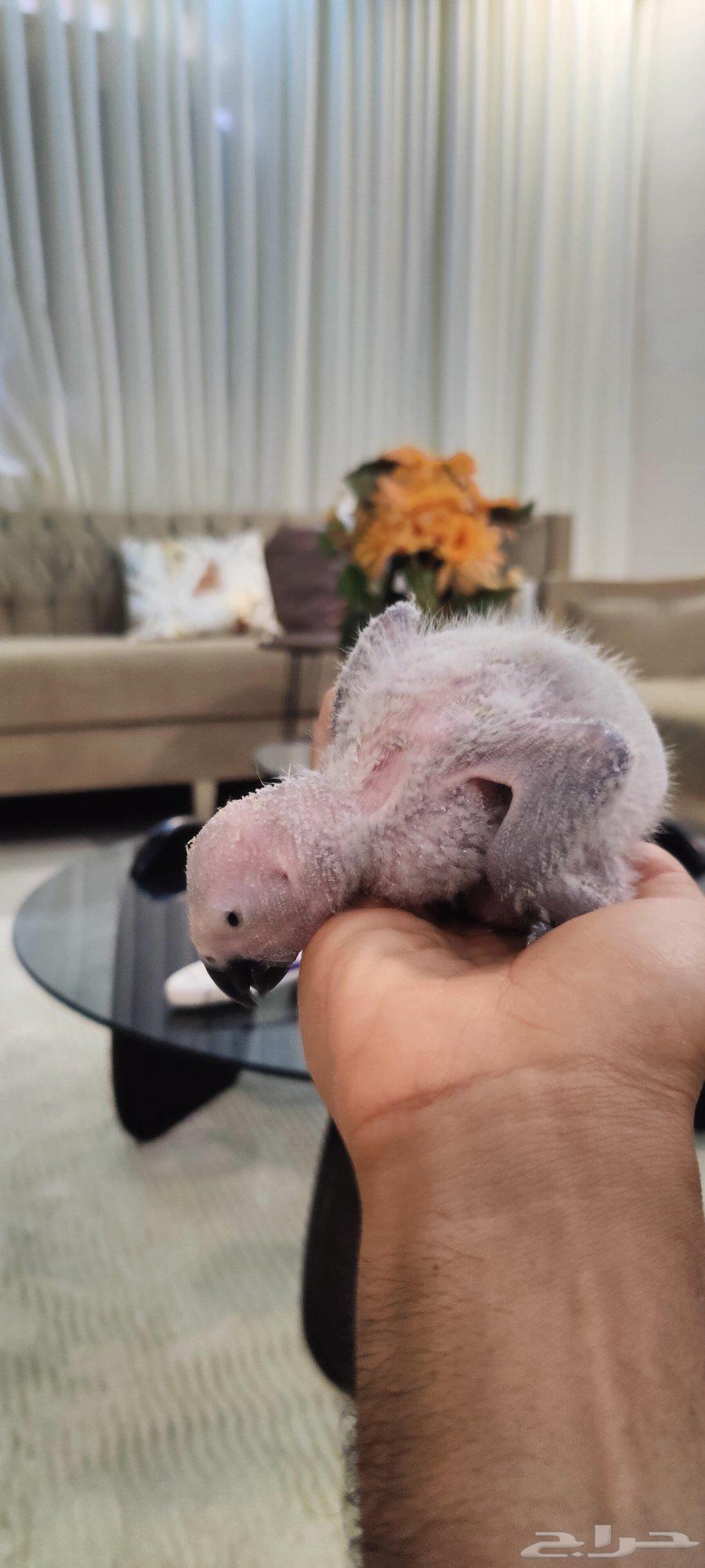 Farouk Casco (Sold)64447029199617110