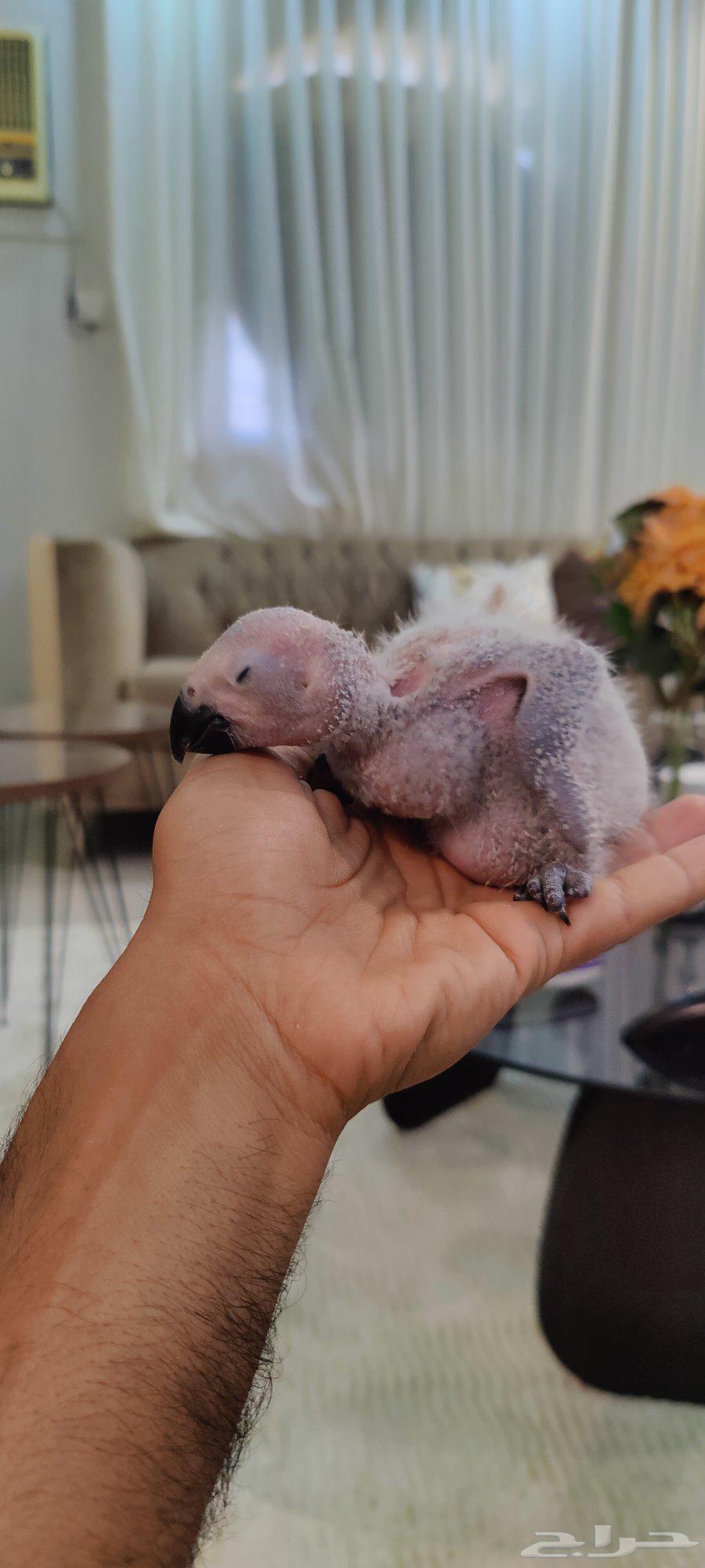 Farouk Casco (Sold)64447029199617111