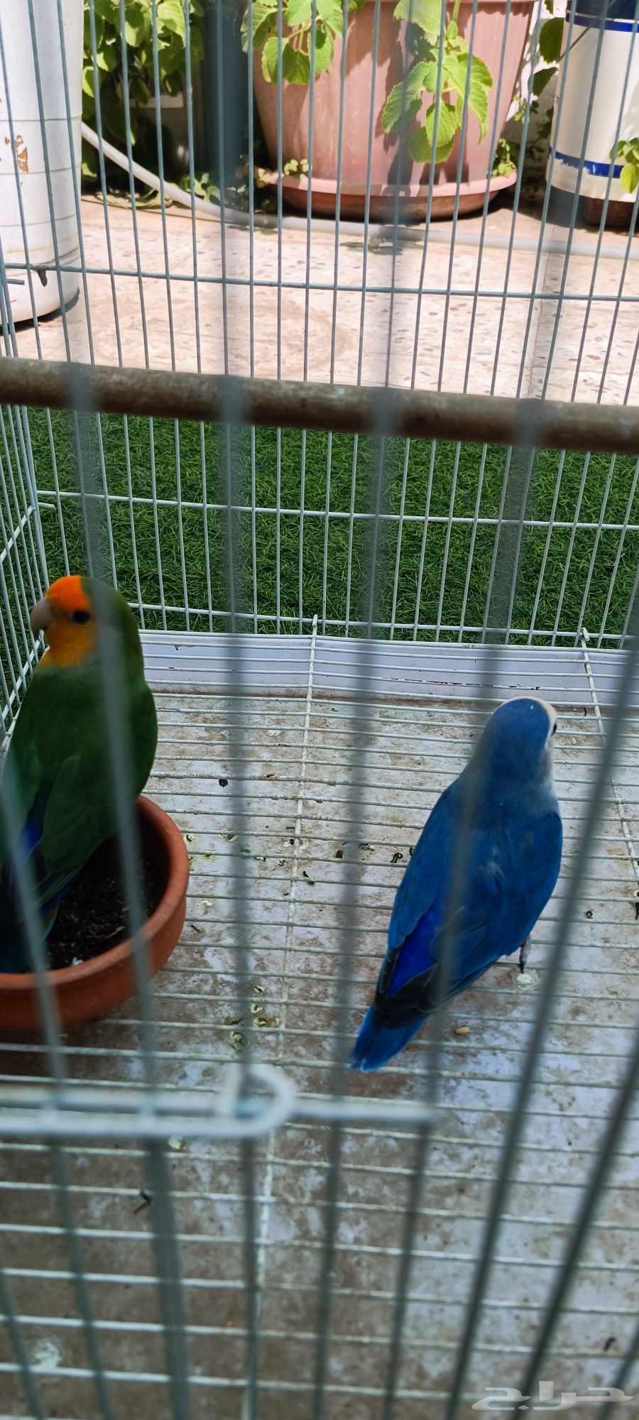 ذكور روز مشروط64448527312771112