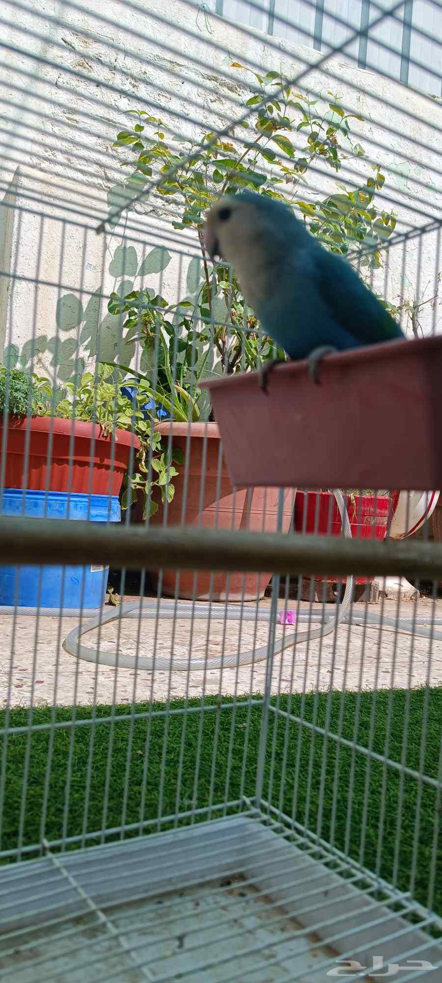 ذكور روز مشروط64448527312771111