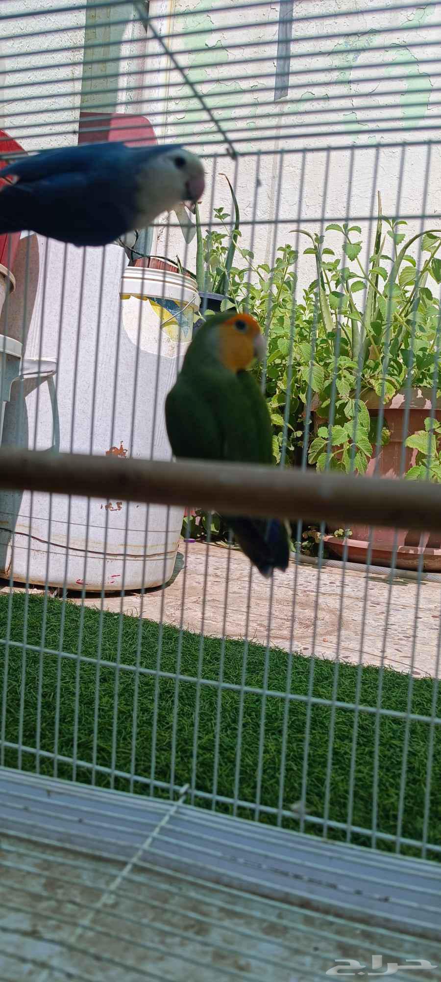 ذكور روز مشروط64448527312771110