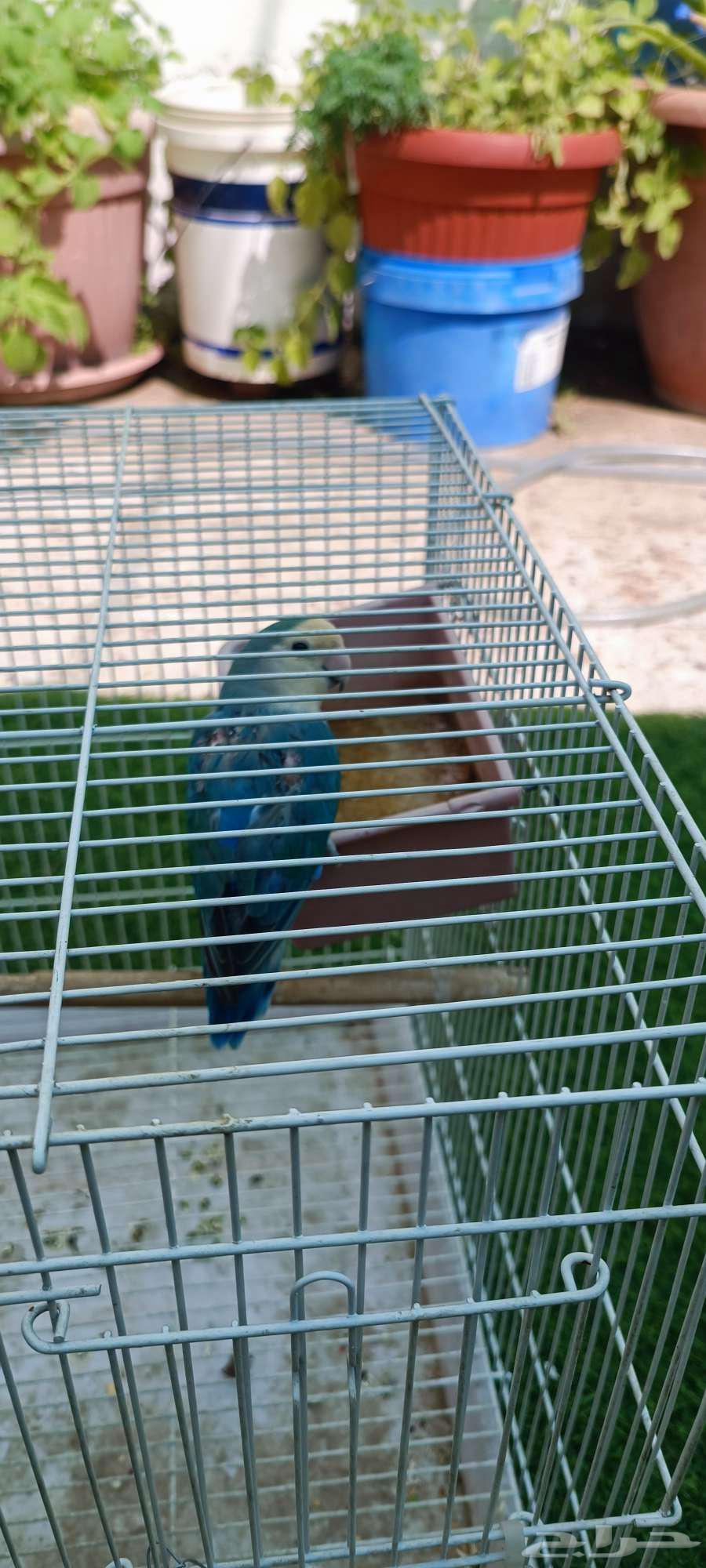 ذكور روز مشروط64448527312771113