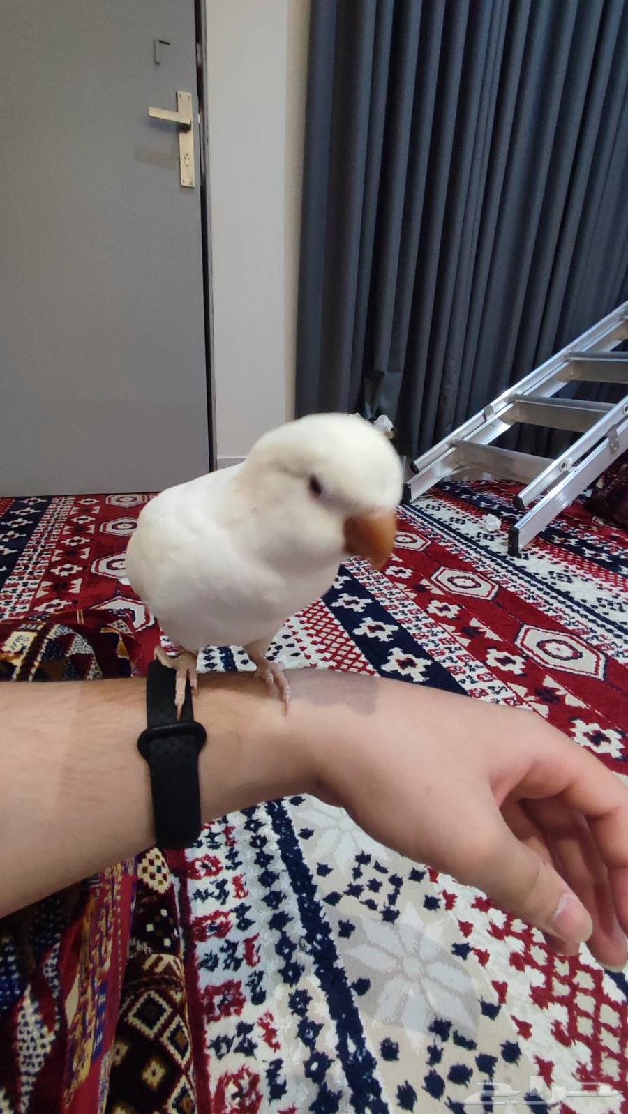 كويكر البينو اليف و متكلم((تم البيع))64449783571585114