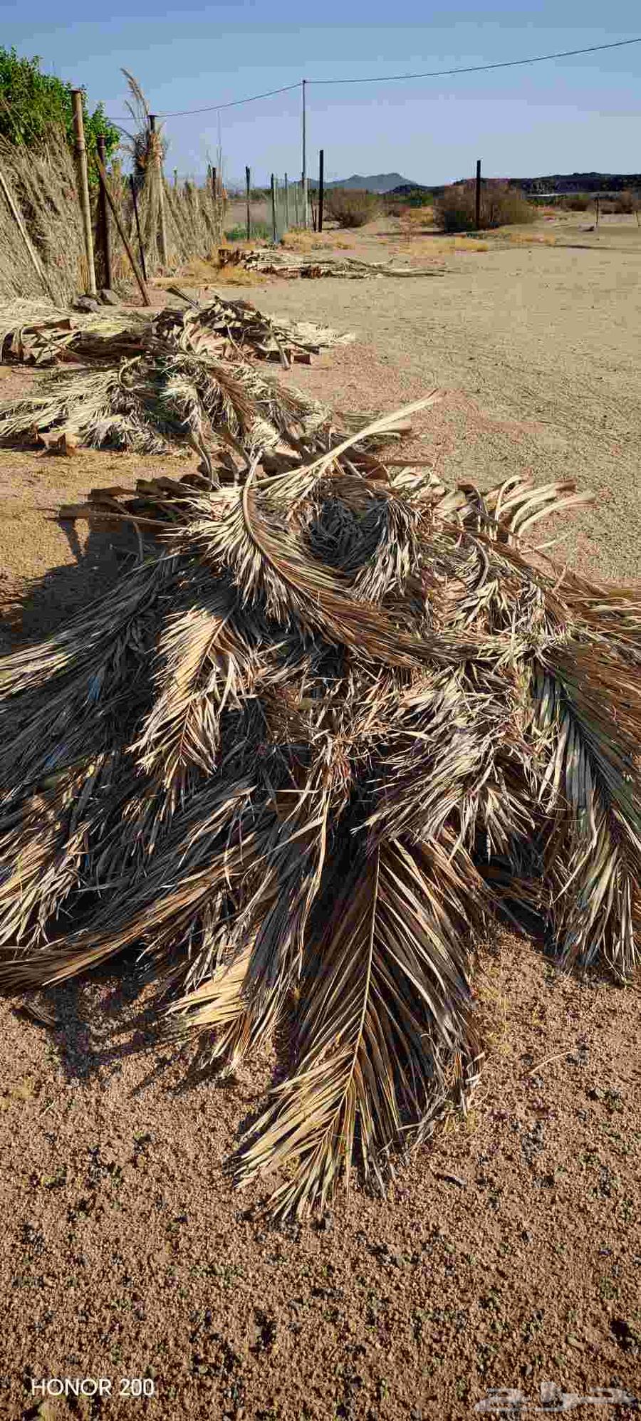 جريد نخل للبيع جيد لجميع الاستعمالات64447256445314110