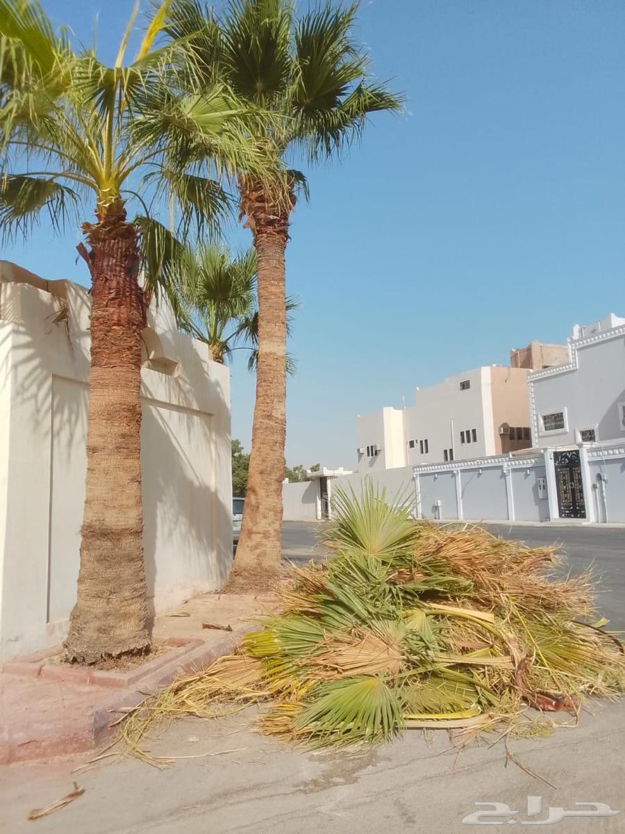 Cultivation of Arabian and Washingtonian palm trees64144092656898111