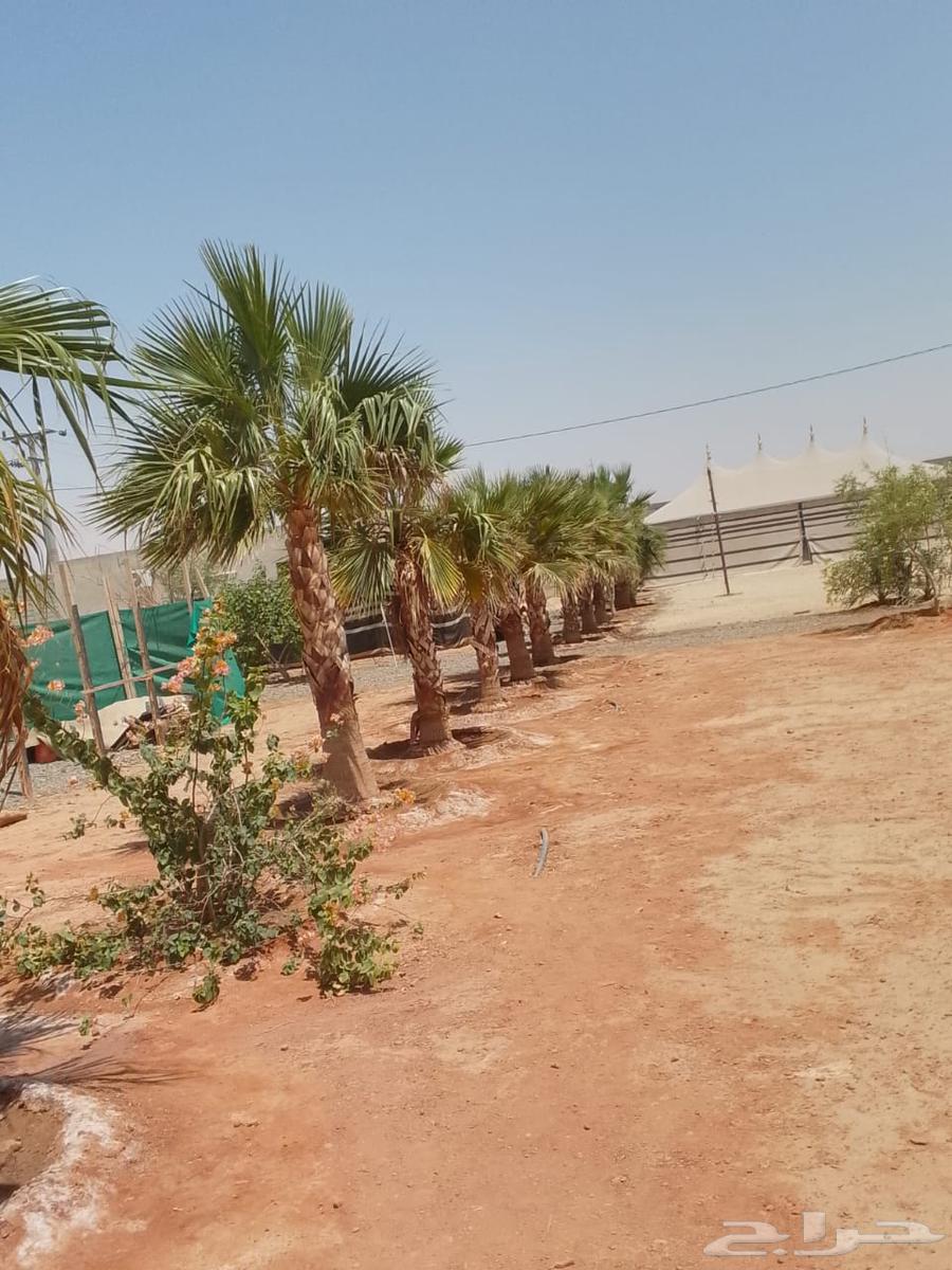 Cultivation of Arabian and Washingtonian palm trees64144092656898110