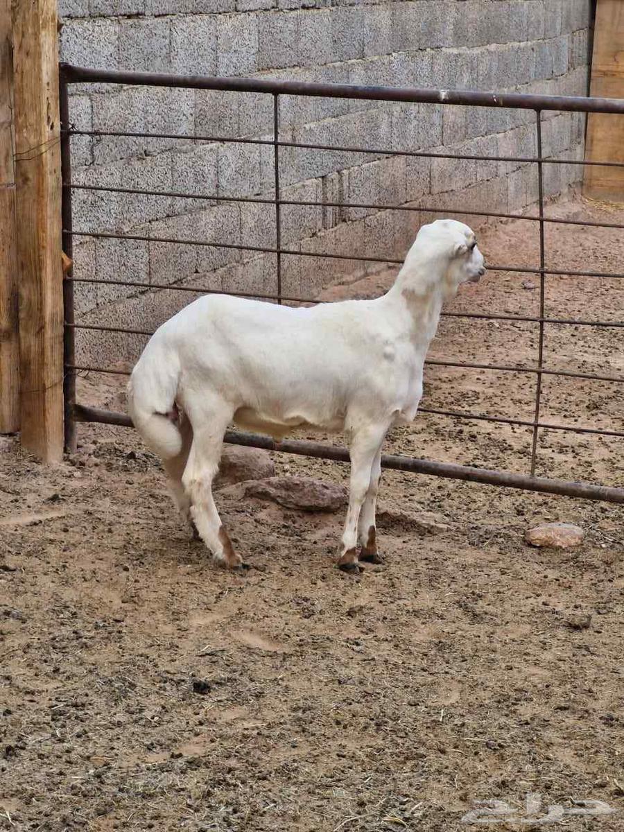 للبيع خروف لباني مغلق ظهر وطرف64448820147715111