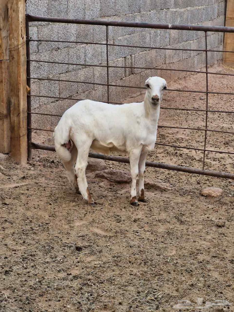 للبيع خروف لباني مغلق ظهر وطرف64448820147715112