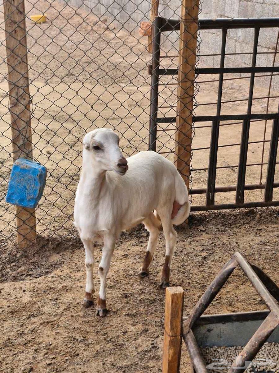 للبيع خروف لباني مغلق ظهر وطرف64448820147715110