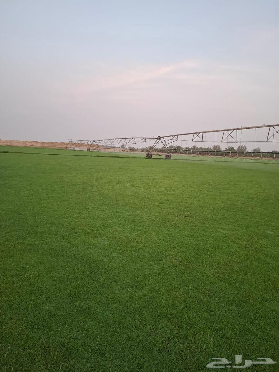 Thil C 2000 pure and natural first grade available with installation and supply within Riyadh and outside Riyadh64443762669315112