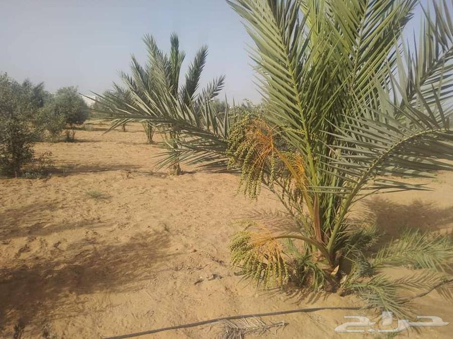 Palm trees64447122619139113