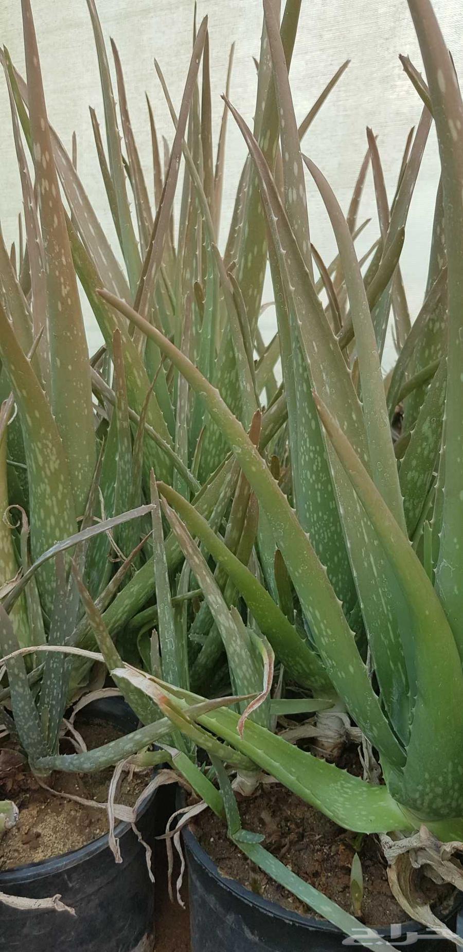 Filters starting from just 4 Riyals64447428799617113