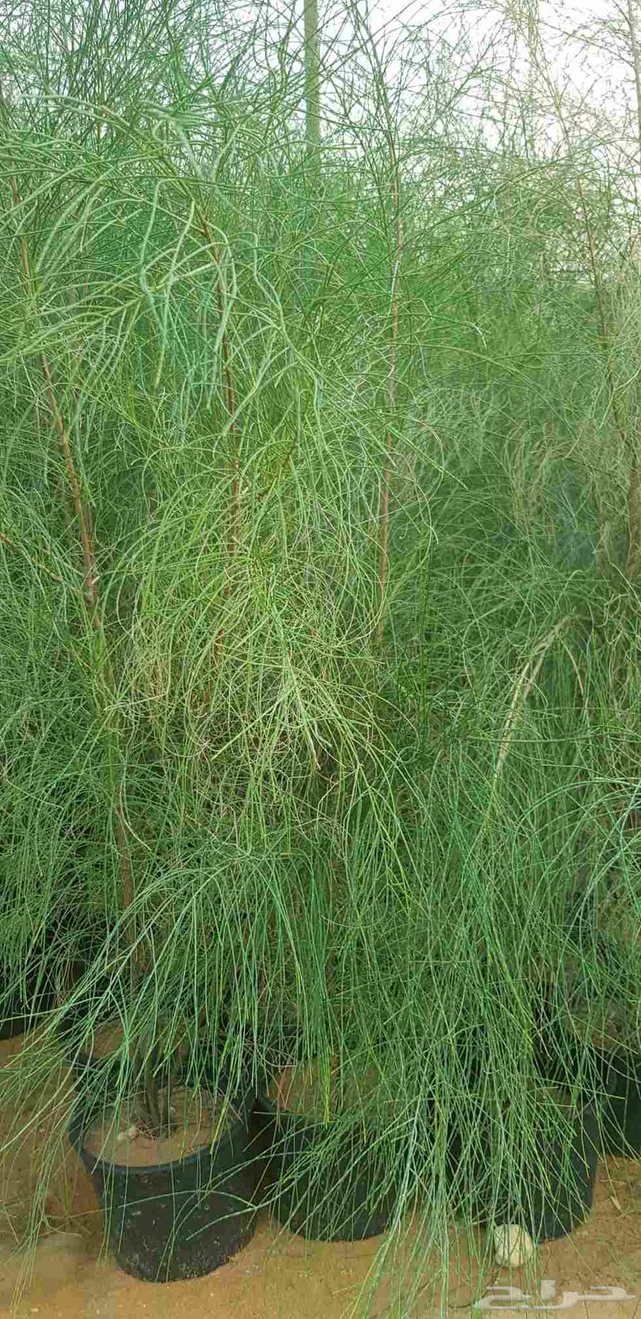 Filters starting from just 4 Riyals64447428799617112