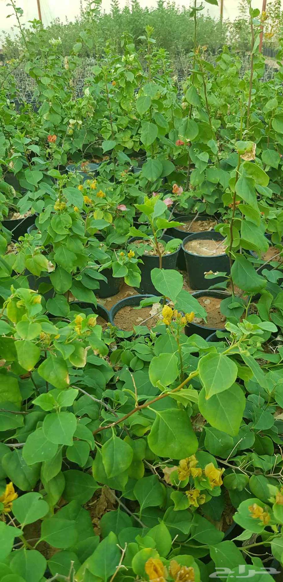 Filters starting from just 4 Riyals64447428799617110