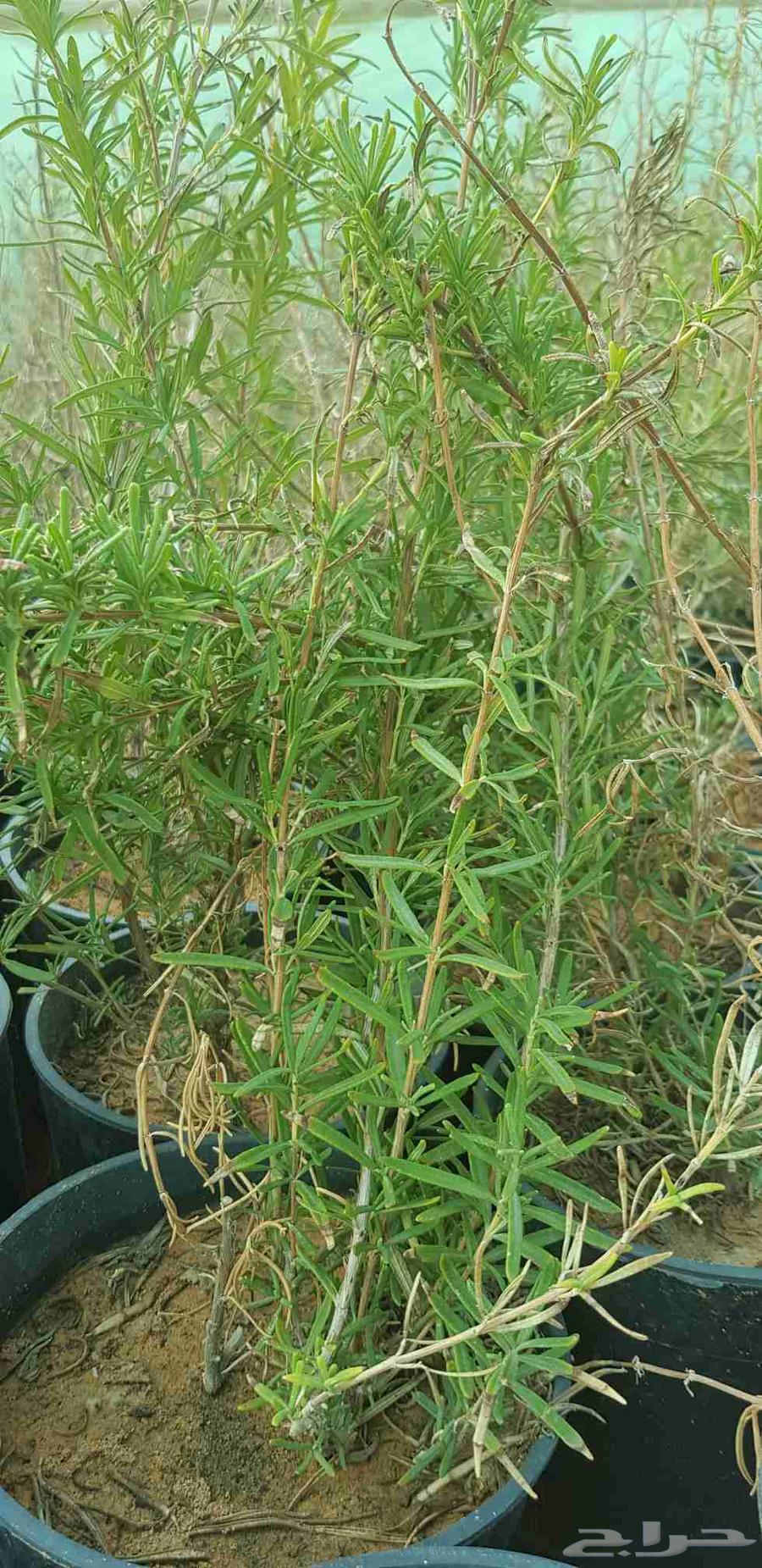 Filters starting from just 4 Riyals64447428799617111