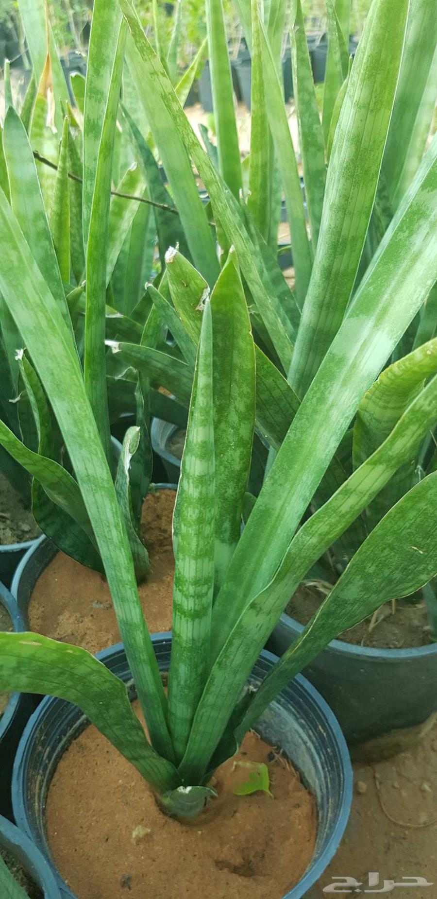 Filters starting from just 4 Riyals64447428799617114