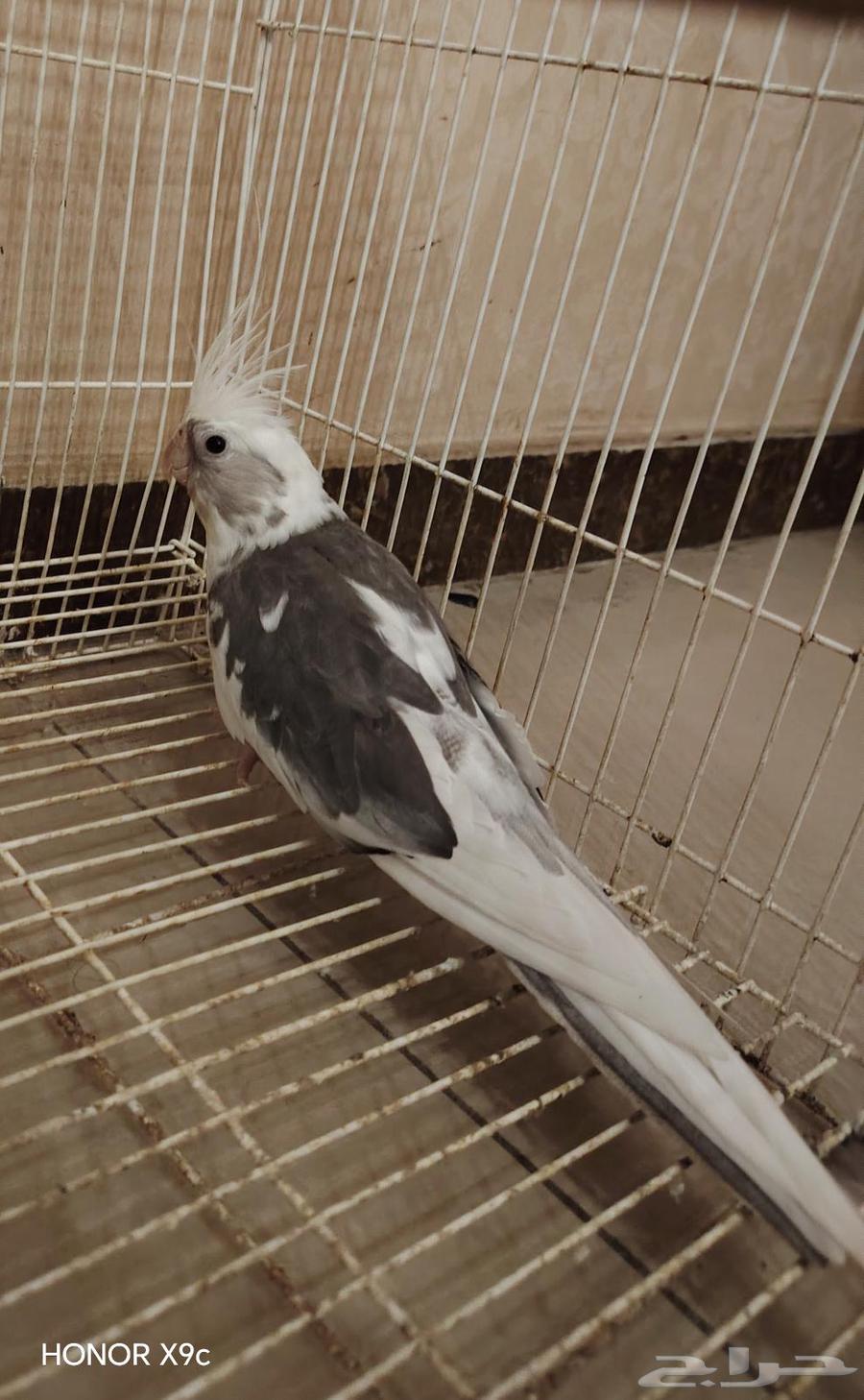 ذكر كروان هولندي للبيع64448967638659110