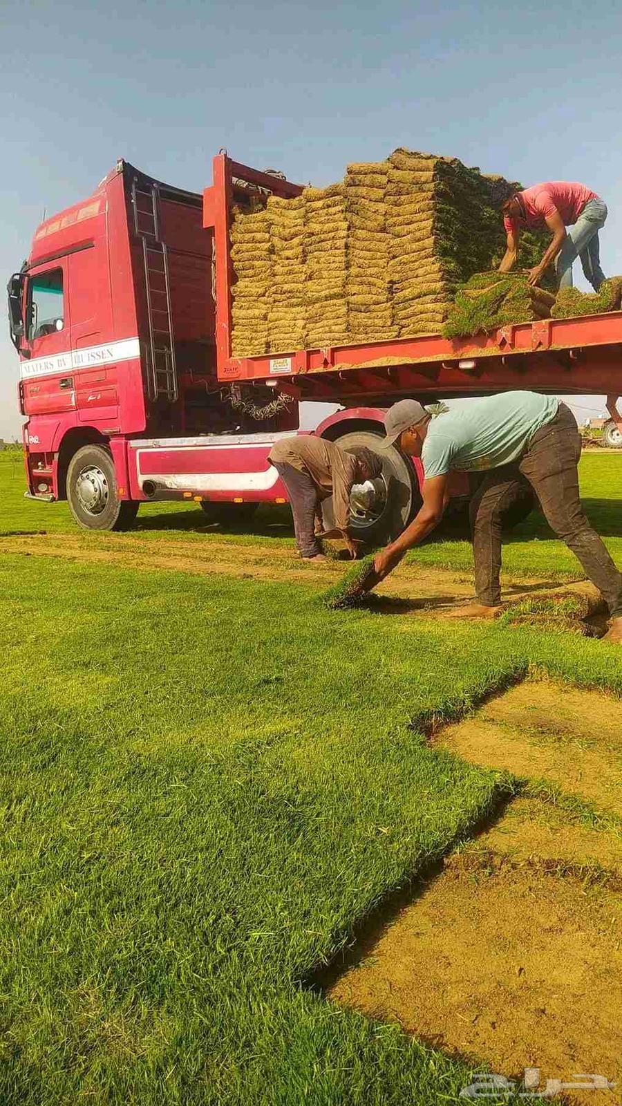 ثيل طبيعي جوده عاليه مع التوصيل والتركيب64452252492419110