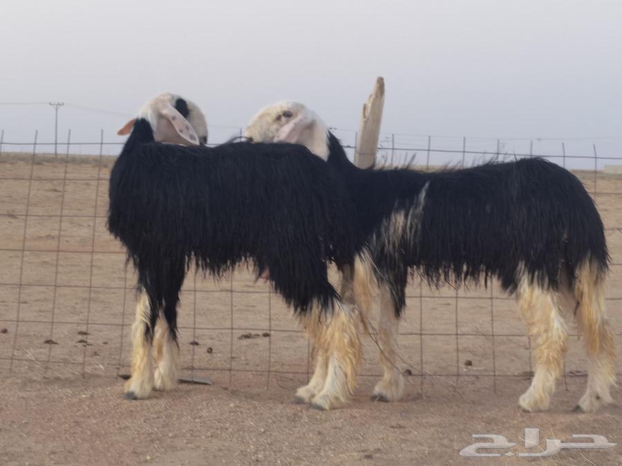 رخال نجد صنف معرفات ( تم البيع)64455290917633111