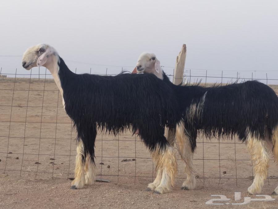 رخال نجد صنف معرفات ( تم البيع)64455290917633110