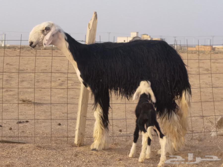 رخال نجد صنف معرفات ( تم البيع)64455290917633112