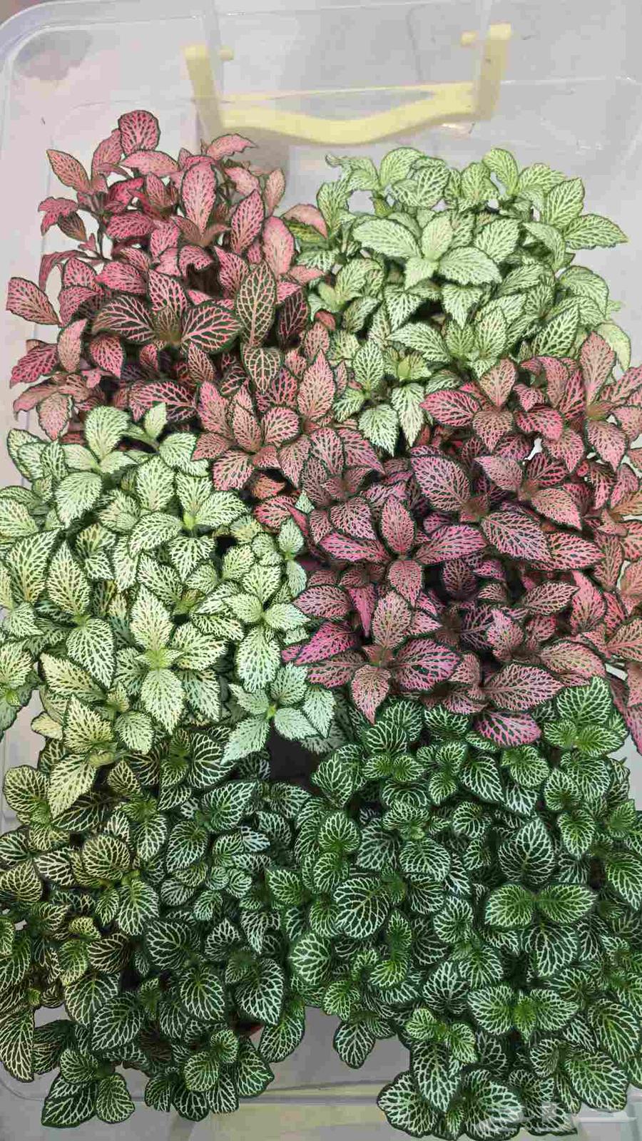 نبات الفيتونيا64453613987586111