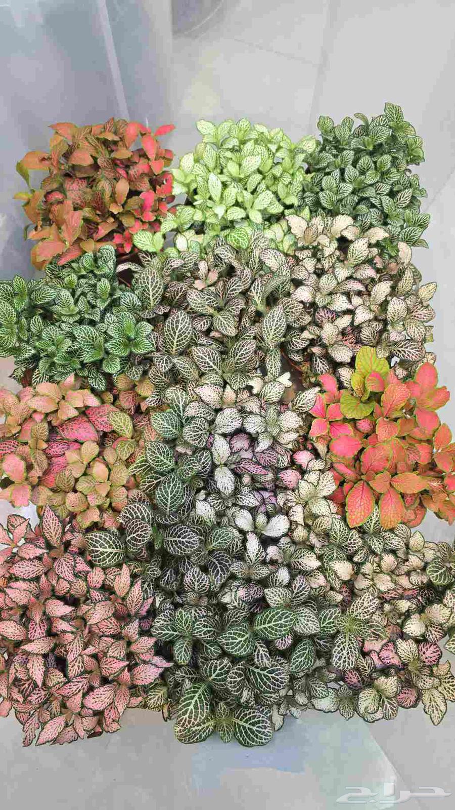 نبات الفيتونيا64453613987586113