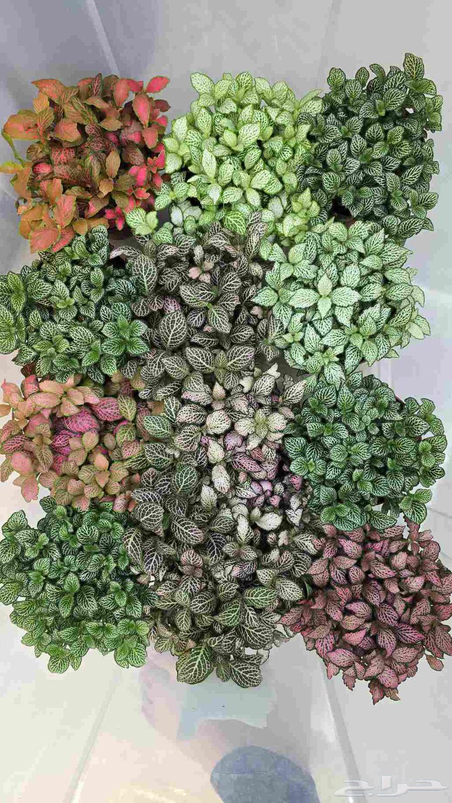 نبات الفيتونيا64453613987586110