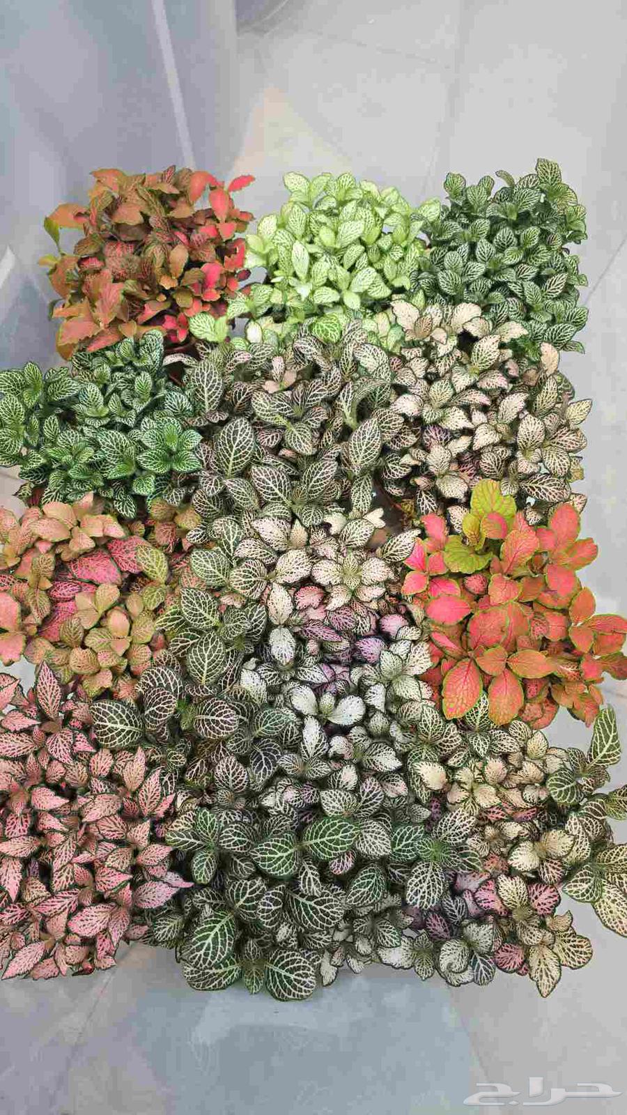 نبات الفيتونيا64453613987586112