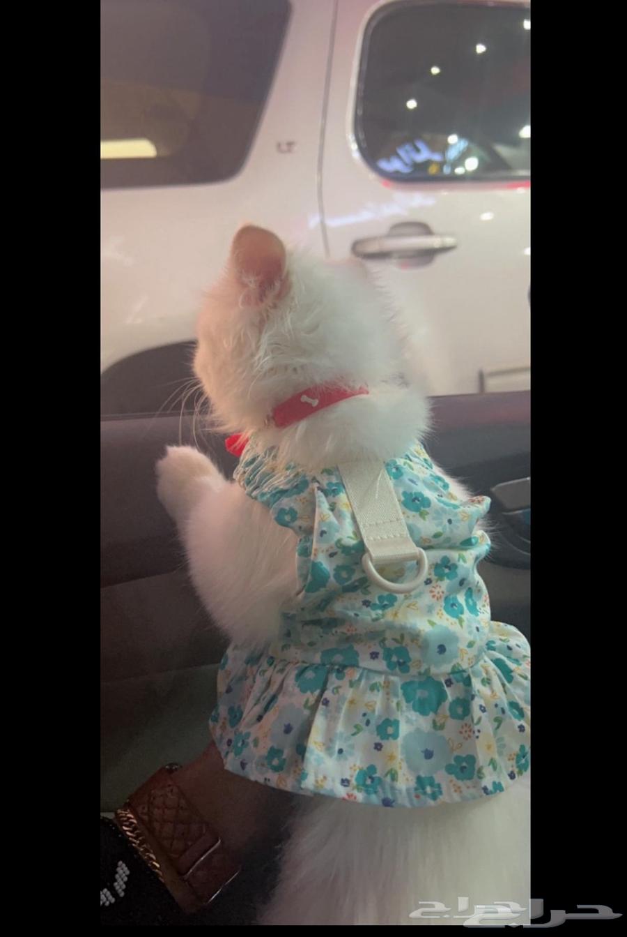 Himalayan cat for sale due to lack of time64452320012674111